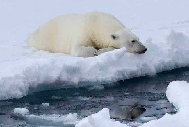 冰川融化對北極熊的危害 全球氣候變暖加劇北極熊或?qū)缃^