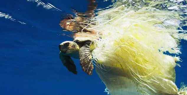 被垃圾塑料纏繞的海龜圖片 海洋生物遭受的垃圾災(zāi)難