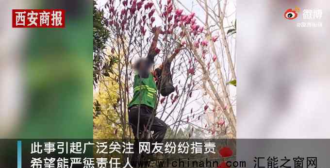 云南一綠化工人在公園爬樹采花 究竟發(fā)生了什么