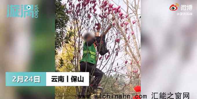 云南一綠化工人在公園爬樹采花 究竟發(fā)生了什么