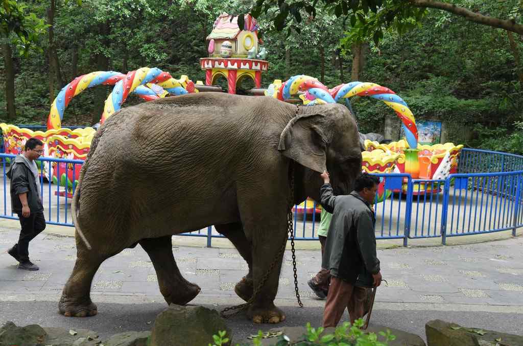 動物園中的大象相親現(xiàn)場