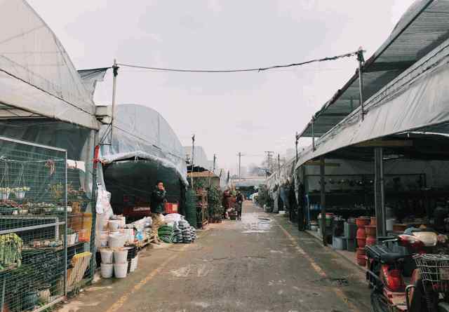 成都鮮花市場 推薦 | 成都將打造三級花卉市場，今后買花的地方還多得很！