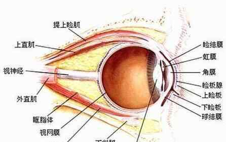 人為啥要閉著眼睛睡覺(jué)?睜著不行嗎?