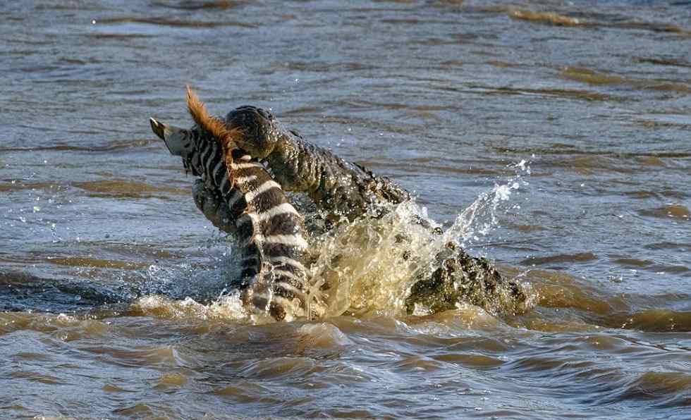 小斑馬過河遇鱷魚襲擊 獅子過河遭鱷魚吃掉