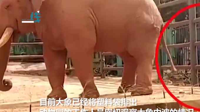 昆明一動(dòng)物園大象被游客喂塑料袋 不是第一次了！