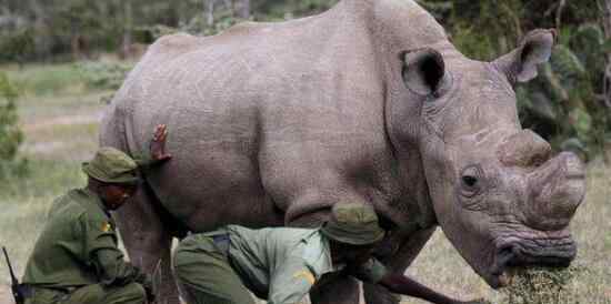 世界上十大珍稀動物:大熊貓只排第六 白犀牛僅存一只