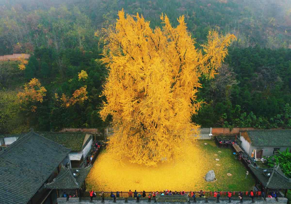 外國網(wǎng)友評論：西安羅漢洞村終南山古觀音禪寺的千年銀杏樹火了