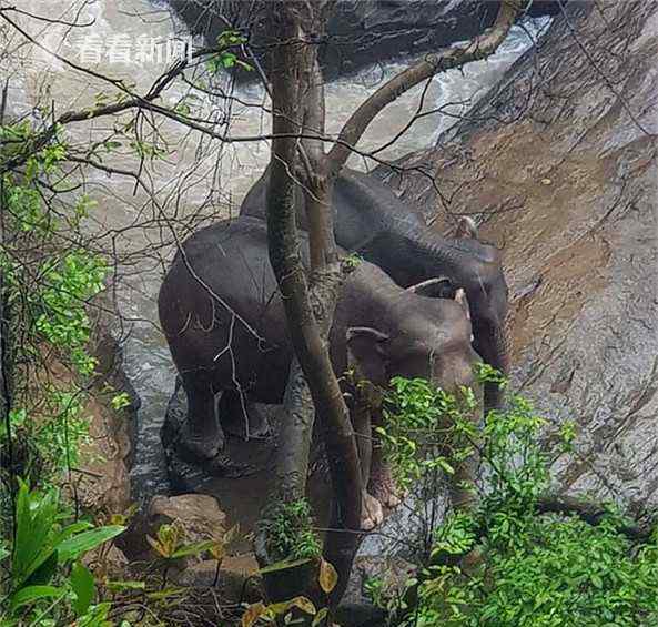 泰國(guó)5頭大象為救小象墜入瀑布身亡