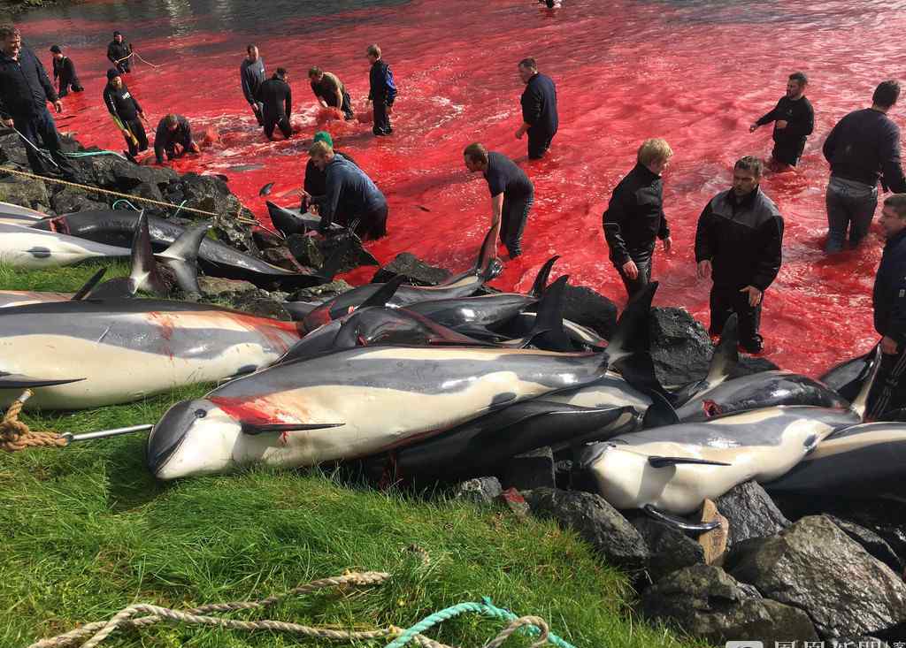 大批海豚被殺 鮮血染紅海岸