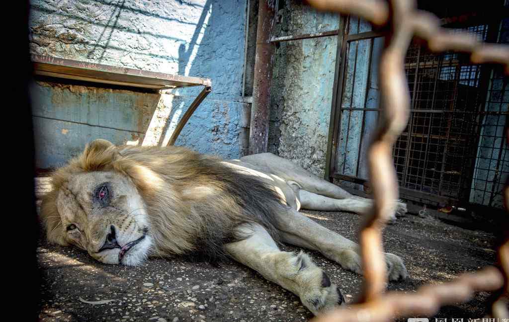 “地獄動(dòng)物園”獅王遲暮凄慘