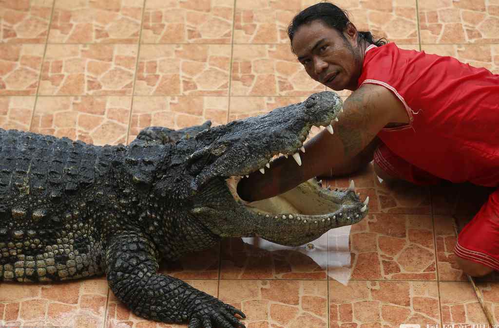 泰國猛男將頭伸入鱷魚口中