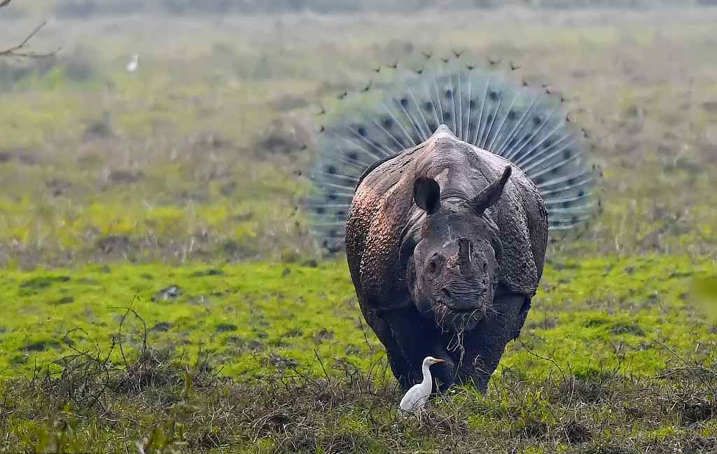 2018搞笑野生動物攝影大賽獲獎作品揭曉