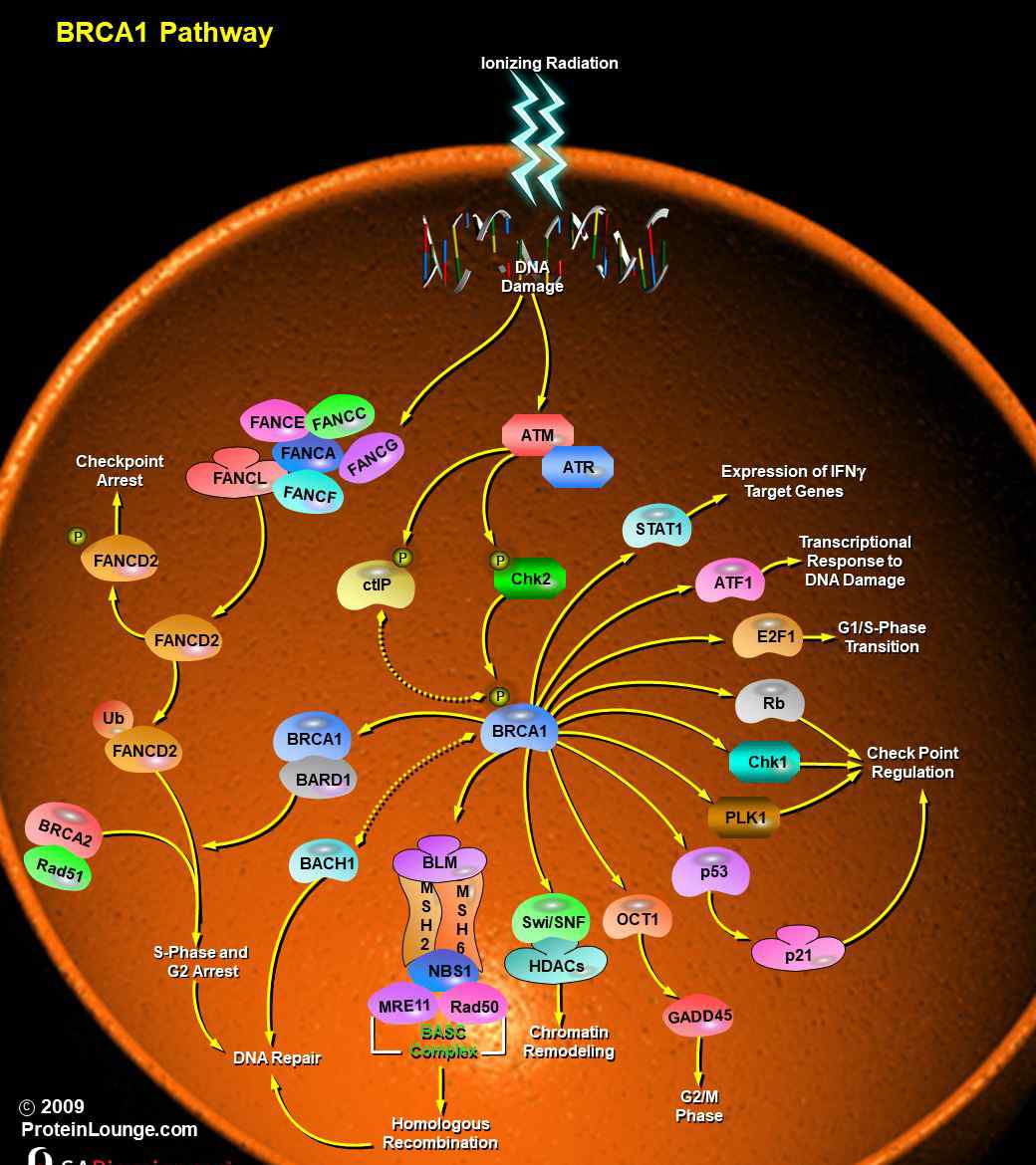 brca1 細胞信號通路詳解之BRCA1信號通路