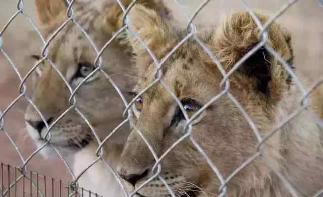 什么是“困獵”把野生動物放到無法逃脫封閉場所里供人獵殺