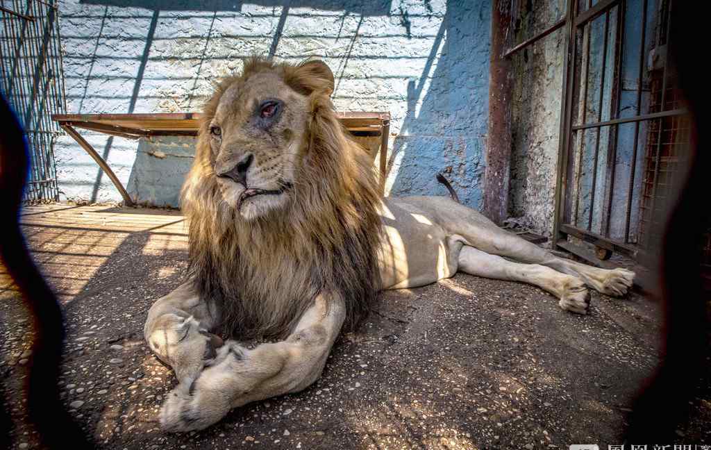 “地獄動(dòng)物園”獅王遲暮凄慘