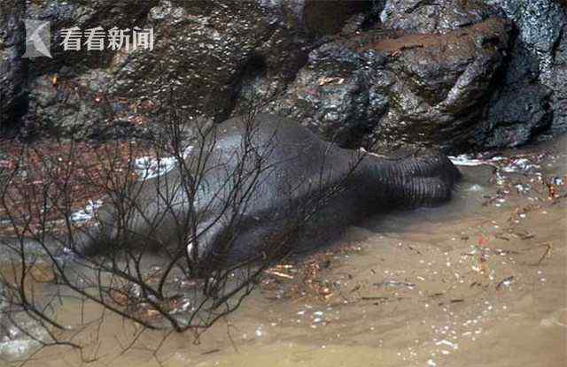 泰國(guó)5頭大象為救小象墜入瀑布身亡