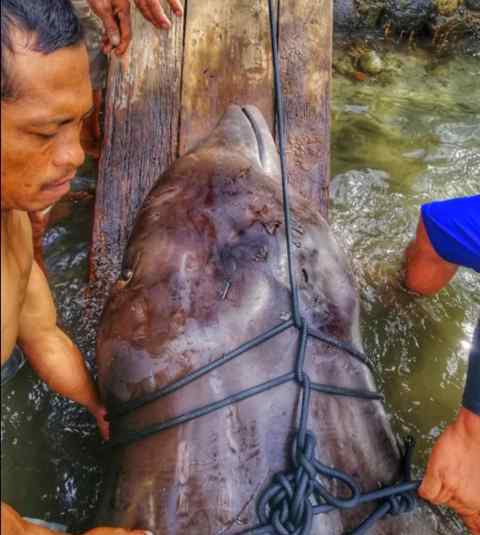 鯨魚死亡:胃里塞80斤塑料垃圾 因“胃部休克”死去