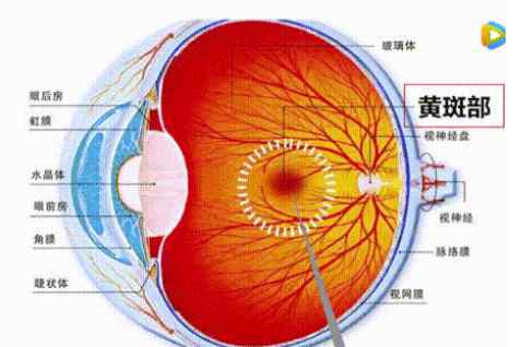 黃斑性眼病 黃斑性眼病的前兆 黃斑性眼病自我檢測方法