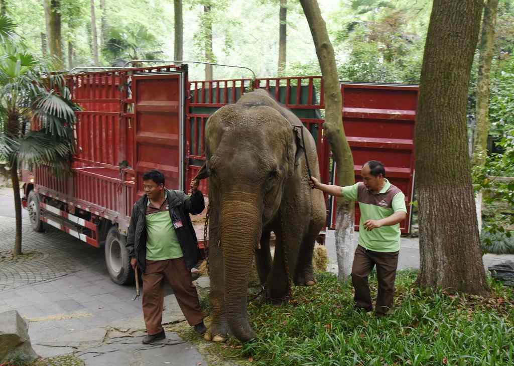 動物園中的大象相親現(xiàn)場