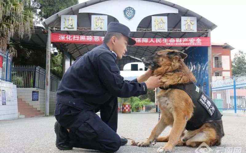 緝毒警犬爾騰：這條緝毒犬去世前曾試圖“自殺”