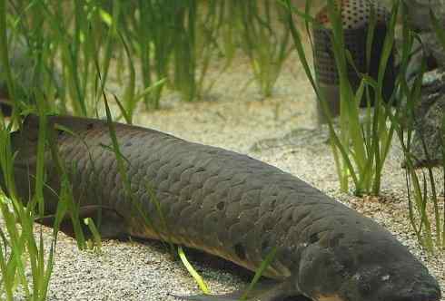 肺魚能活多久非洲肺魚生命力有多強 四年內(nèi)不進食也不會死