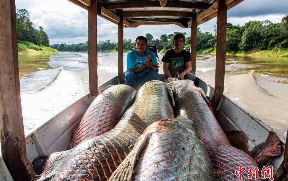 世界最大淡水魚種群恢復(fù)