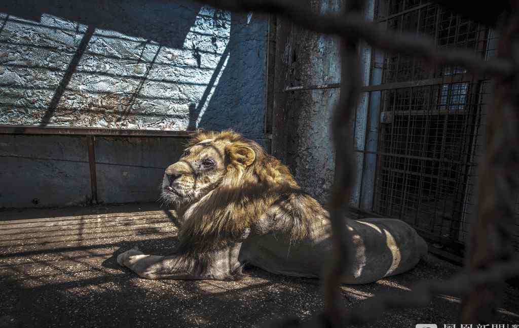 “地獄動(dòng)物園”獅王遲暮凄慘