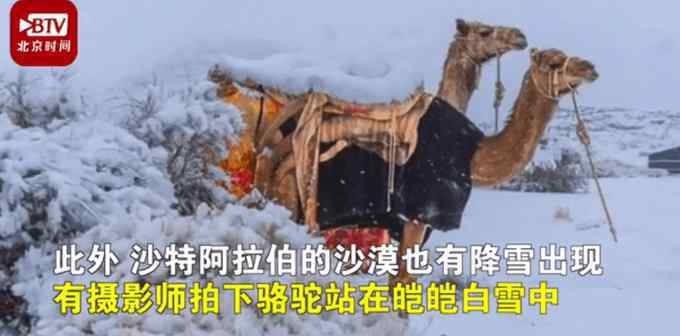 駱駝在沙漠雪中漫步