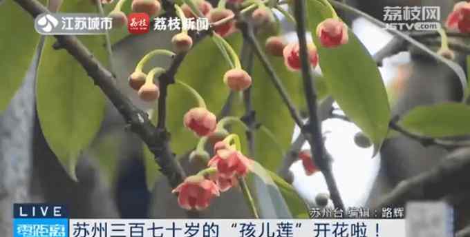 蘇州370歲孩兒蓮盛開(kāi) 植物長(zhǎng)什么樣 名字有何由來(lái)