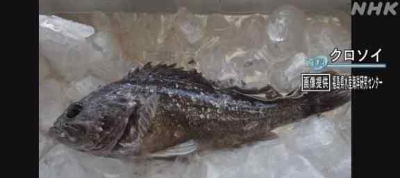 福島近海捕撈魚(yú)放射性物質(zhì)超標(biāo)，此類(lèi)海魚(yú)已停止在市場(chǎng)銷(xiāo)售