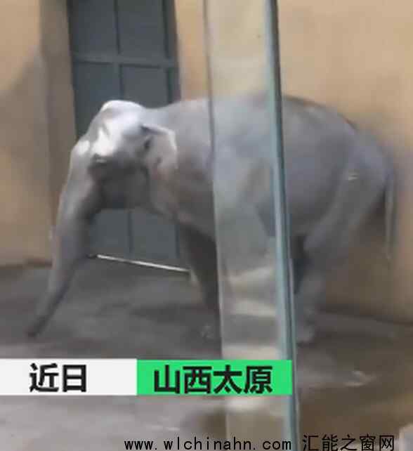 太原動(dòng)物園大象搖頭數(shù)月疑抑郁 為什么會(huì)這樣