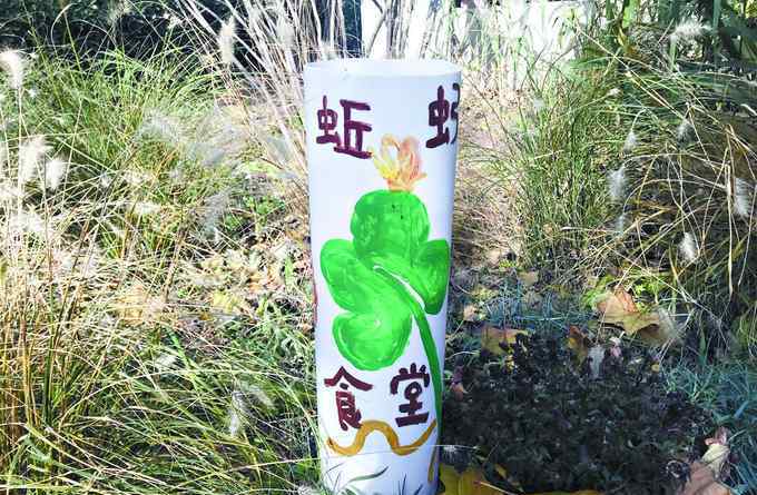 水虻 海淀西山庭院小區(qū)養(yǎng)水虻和蚯蚓，試行近一年，廚余垃圾就地減量四成