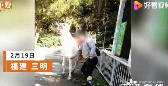 動(dòng)物園回應(yīng)男子揮拳暴打白馬 對(duì)此大家怎么看？