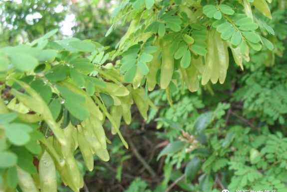 藤黃檀 道遠(yuǎn)生態(tài)茶園伴生物種（29）——藤黃檀