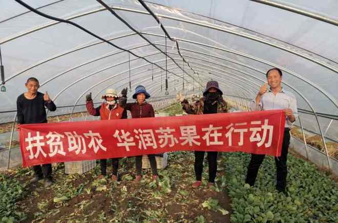 江蘇薔薇村 扶貧助農(nóng)，華潤(rùn)蘇果幫銷宿遷薔薇村“上海青”