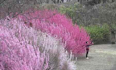 圓明園踏春節(jié)開幕 這也太美了吧