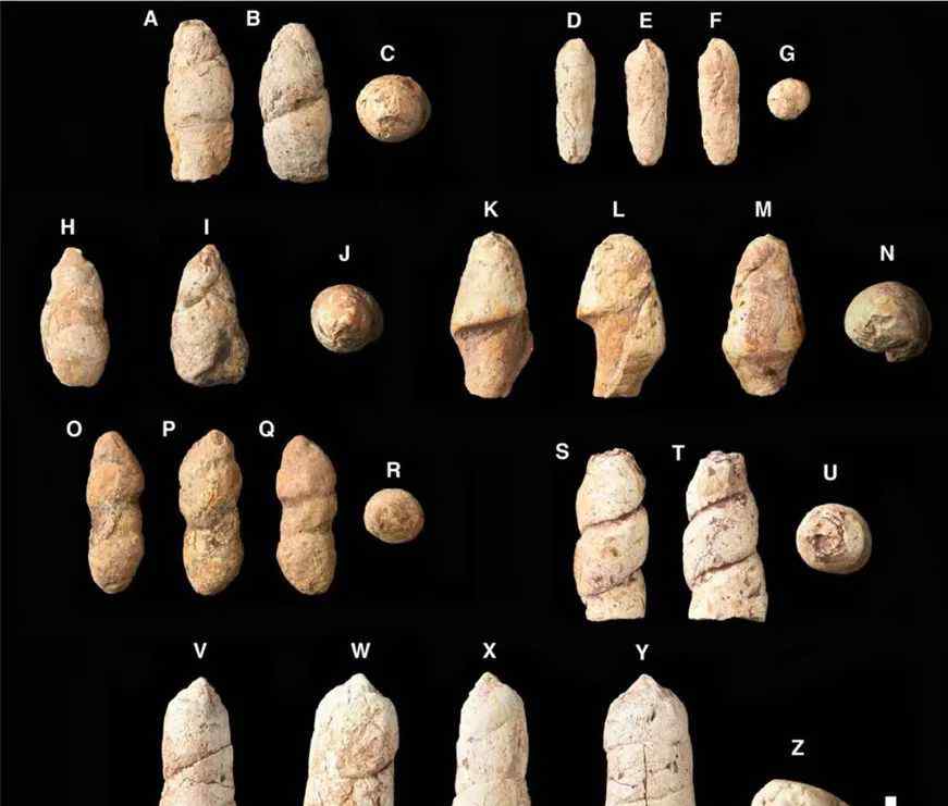 1億多年前的7件糞便化石 誰拉的？網(wǎng)友：到現(xiàn)在了竟然還能成型