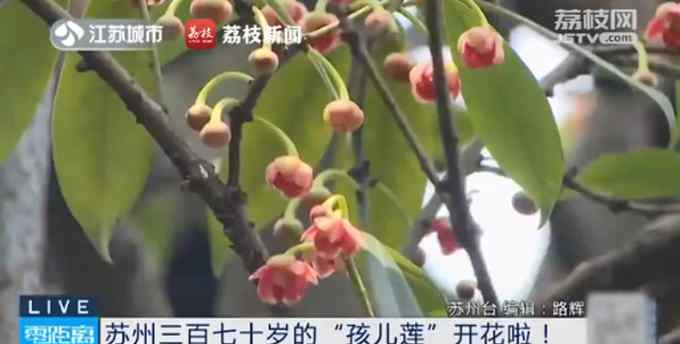 罕見(jiàn)！蘇州370歲孩兒蓮盛開(kāi)：只開(kāi)花不結(jié)果 繁殖特別難