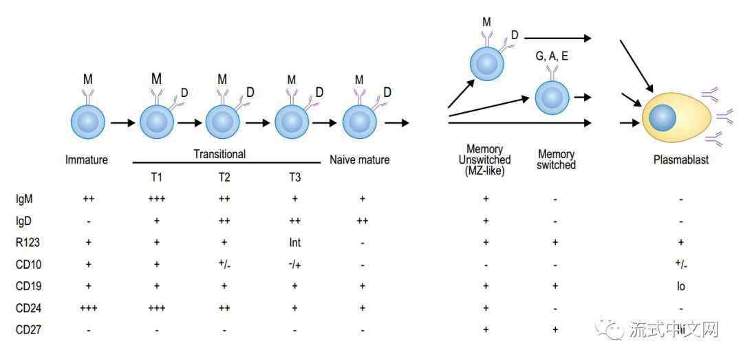 b細(xì)胞 B細(xì)胞8個(gè)亞群及其表型區(qū)別