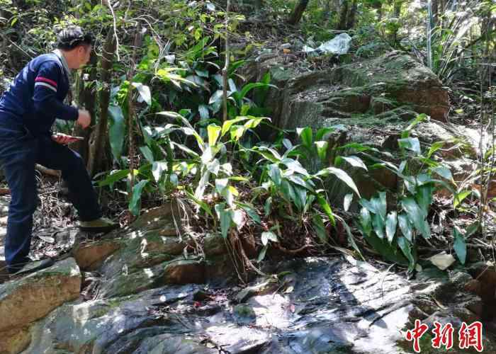 蘭花蕉 曾認(rèn)為已滅絕 廣東茂名發(fā)現(xiàn)珍稀瀕危植物蘭花蕉群落