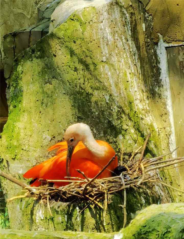 溫州動物園 你見過世界上顏色最紅的鳥嗎？溫州動物園紅鹮首次繁殖成功