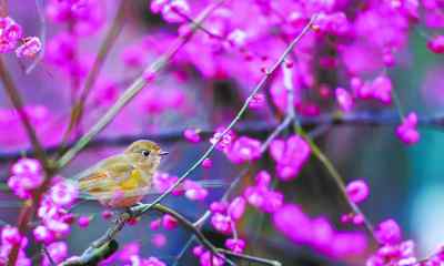 春到人間草木知 立春：春花初醒，春林初盛