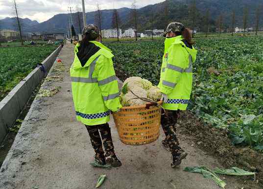 蔬菜滯銷 甌海蔬菜滯銷田間 請你來幫忙