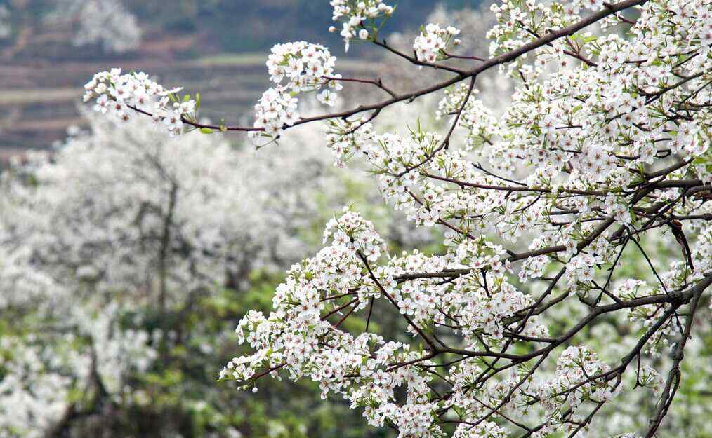 油菜花花期 三月正是賞花時 瑞安桐浦重現(xiàn)幾千畝油菜花海