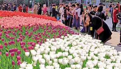 迭起 帶你看“花?！?馬鞍池公園里郁金香花展高潮迭起