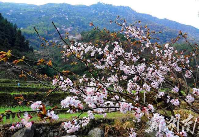 田上人間 新邵縣“長(zhǎng)壽之鄉(xiāng)”清水村如約變身“人間天堂”