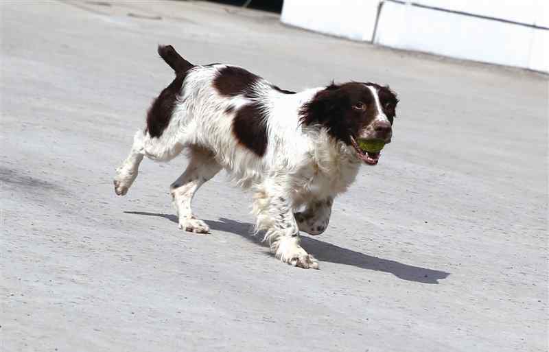 警犬來(lái)了 滴血尋兇屢破大案的警犬米粒：是神探犬也是功勛犬