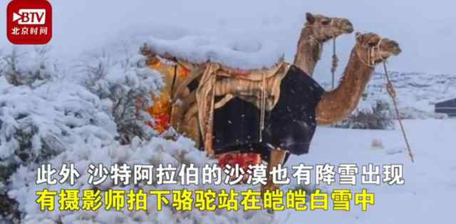 駱駝在撒哈拉沙漠雪中漫步 這到底是什么畫(huà)面?