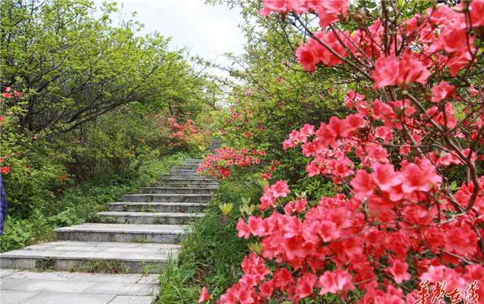 桃花源記千古絕唱 劉宗林：偶遇古桃花源