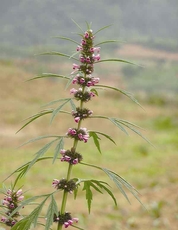 野菜種類(lèi) 哪些種類(lèi)可以采食？植物專(zhuān)家教你識(shí)野菜